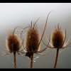 20091024_114_raw